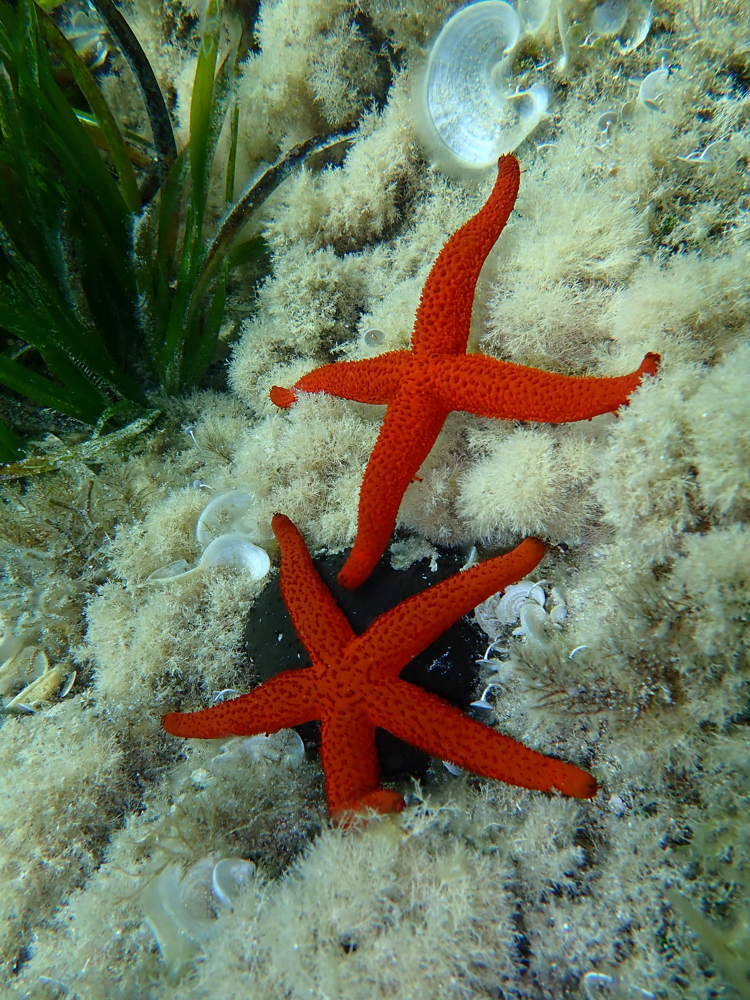 Estrellas de mar en el mediterráneo