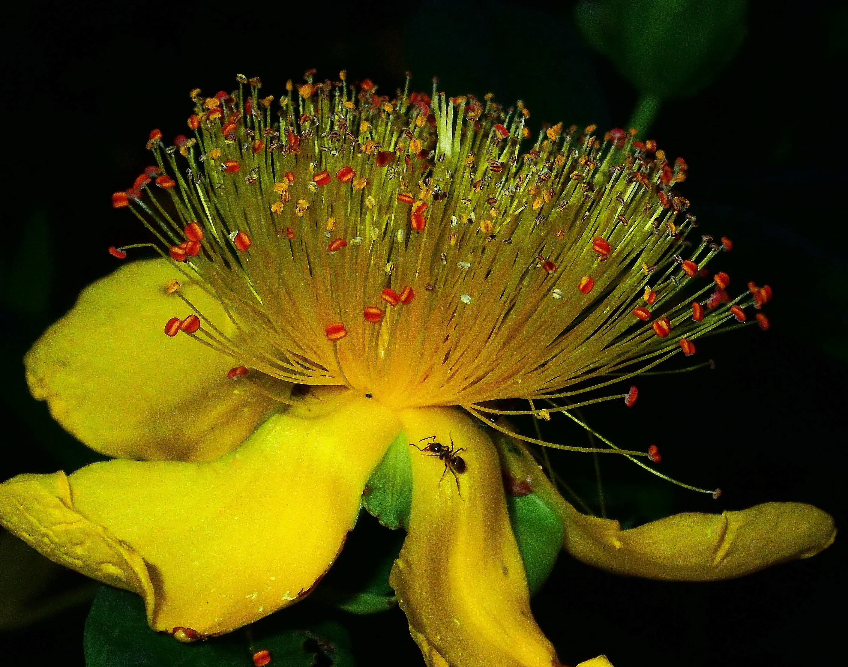 Hypericum con hormiga