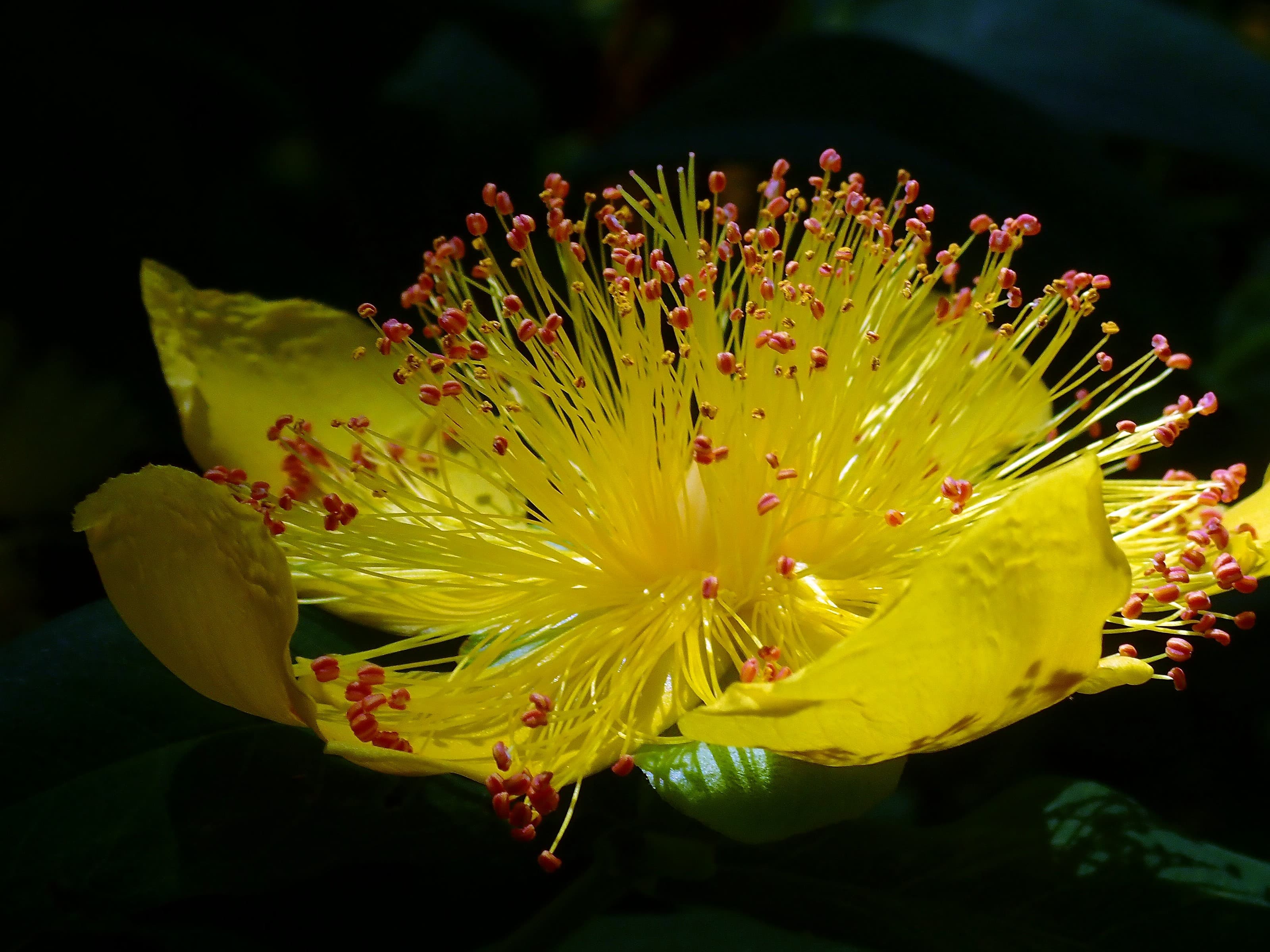 Hypericum I