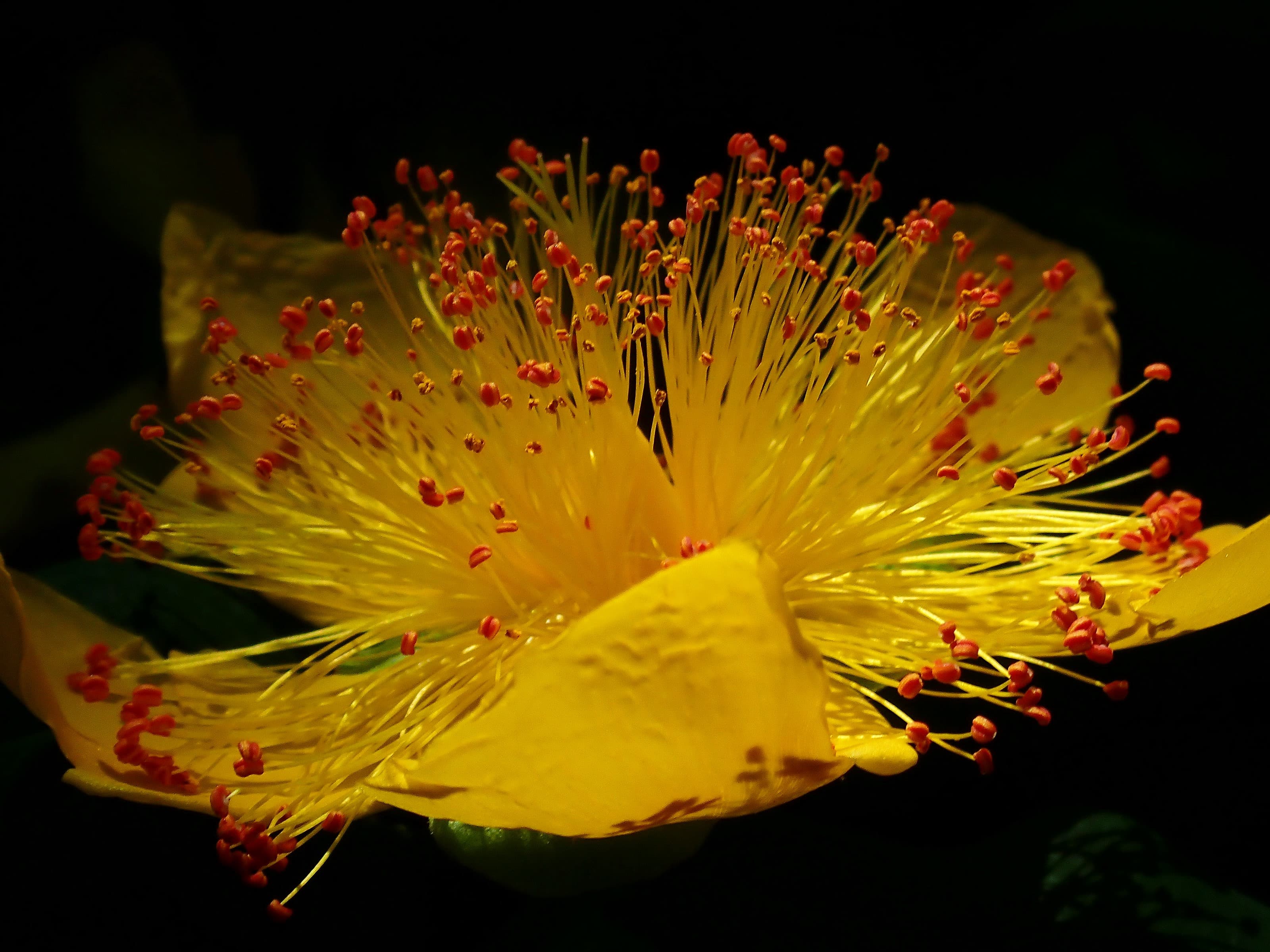 Hypericum II