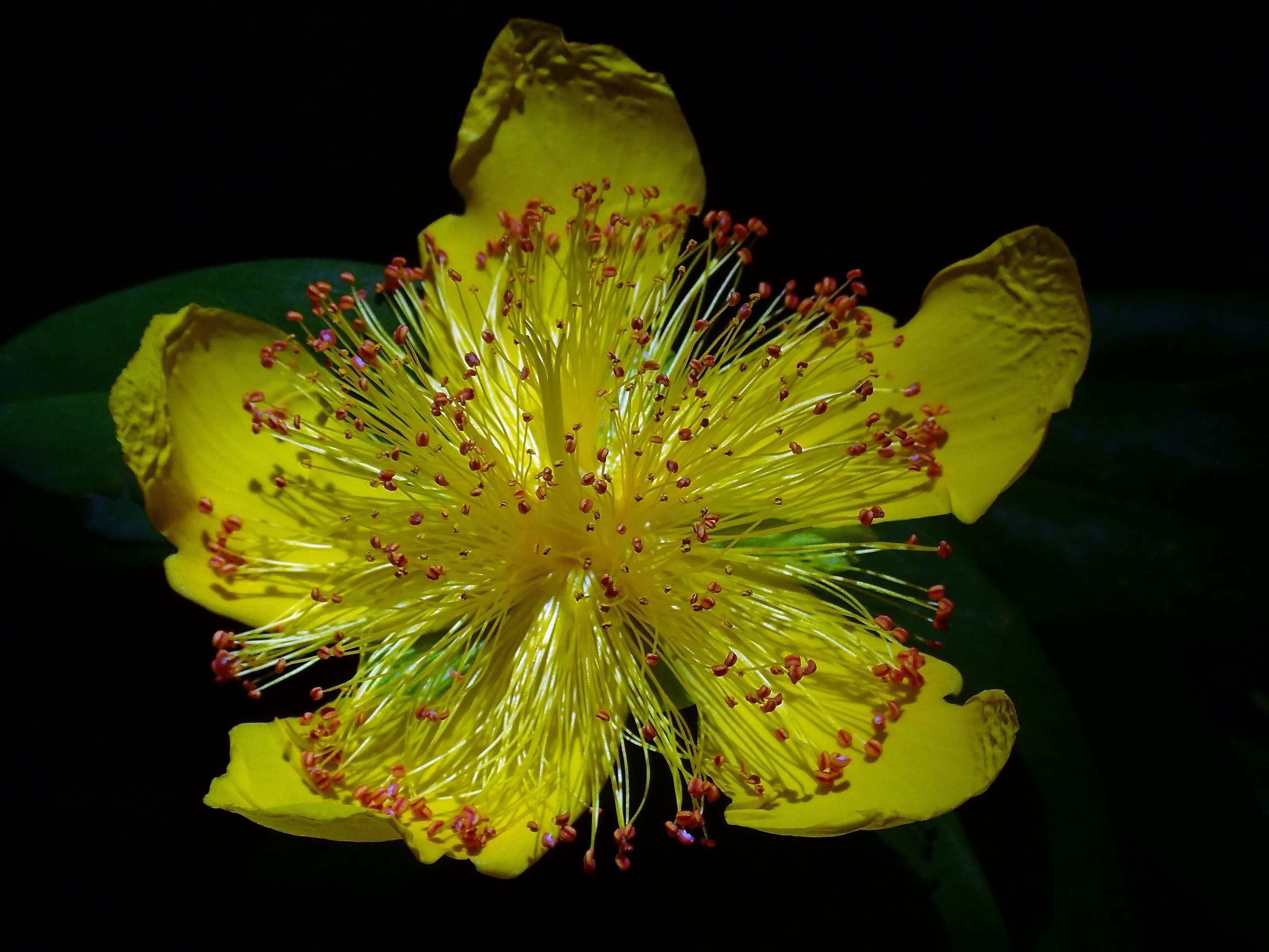 Hypericum IV
