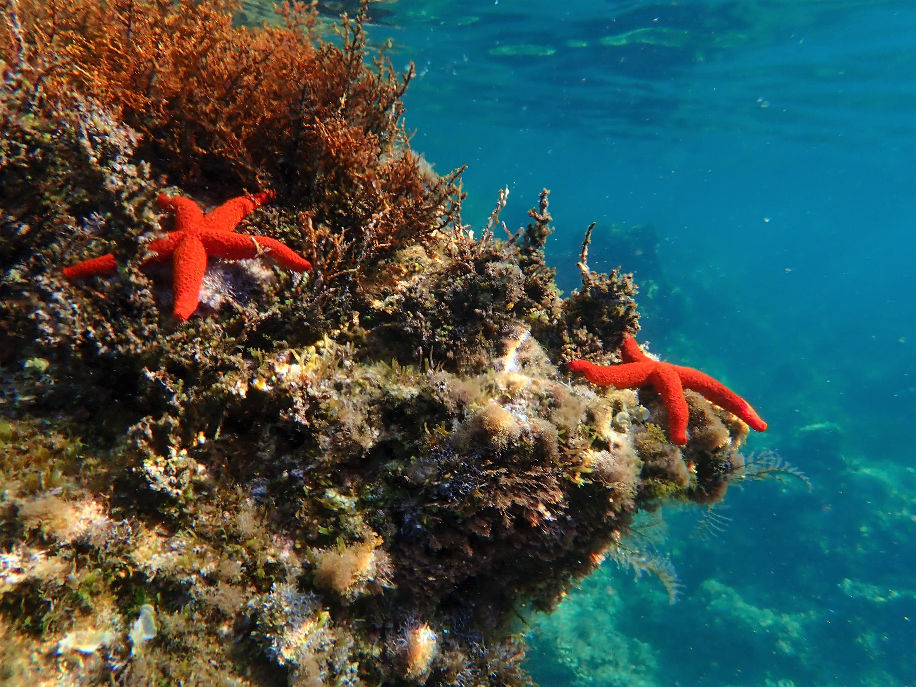 Estrellas de mar en el Mediterráneo