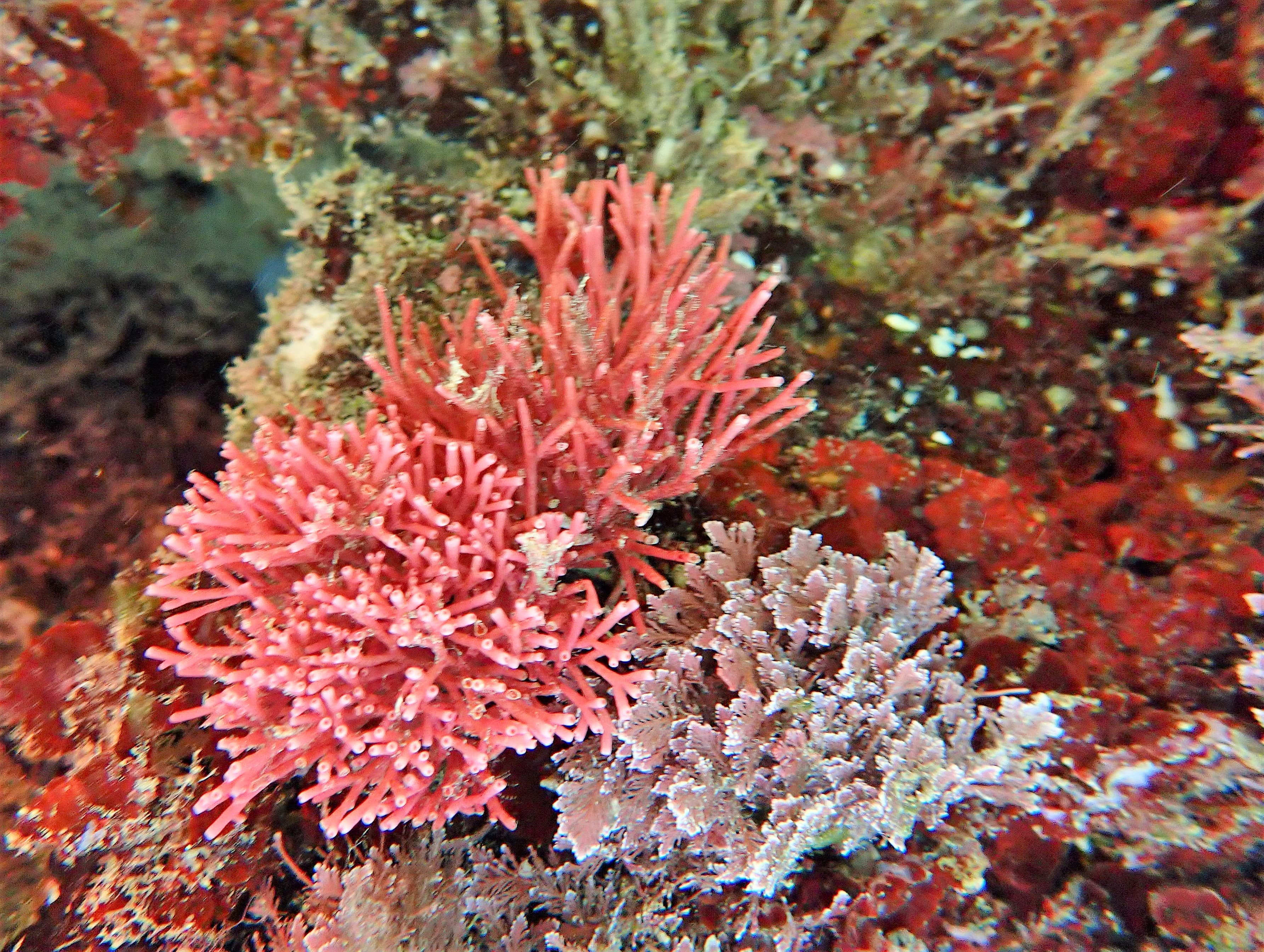 Coralina