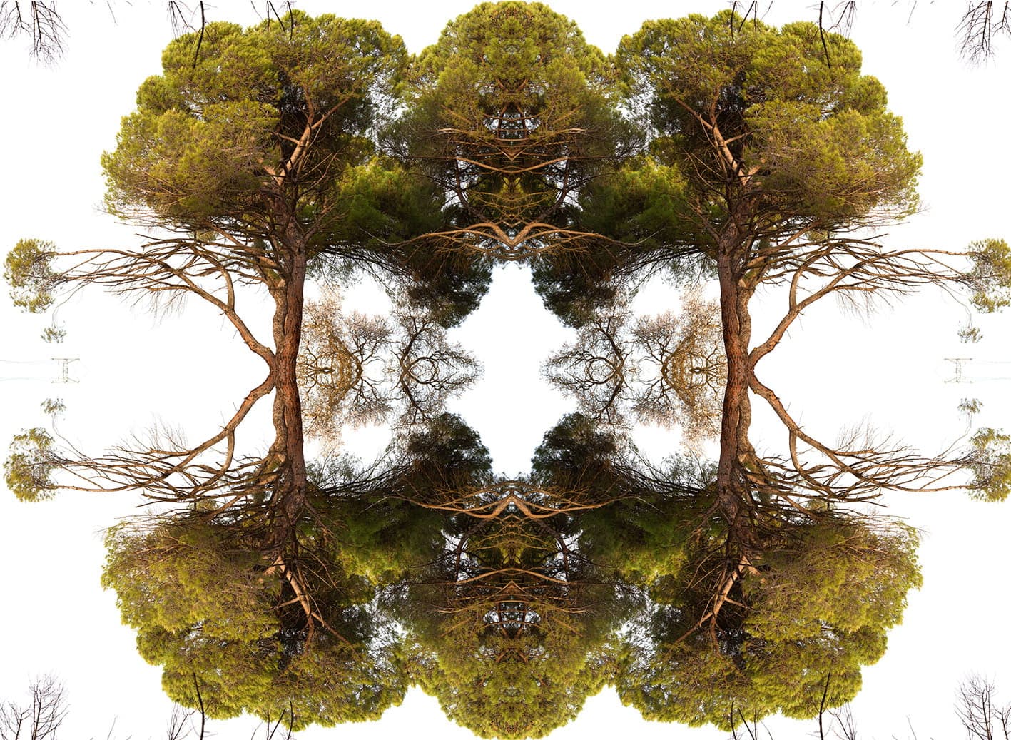 ESTRUCTURA ORGÁNICA DE PINOS