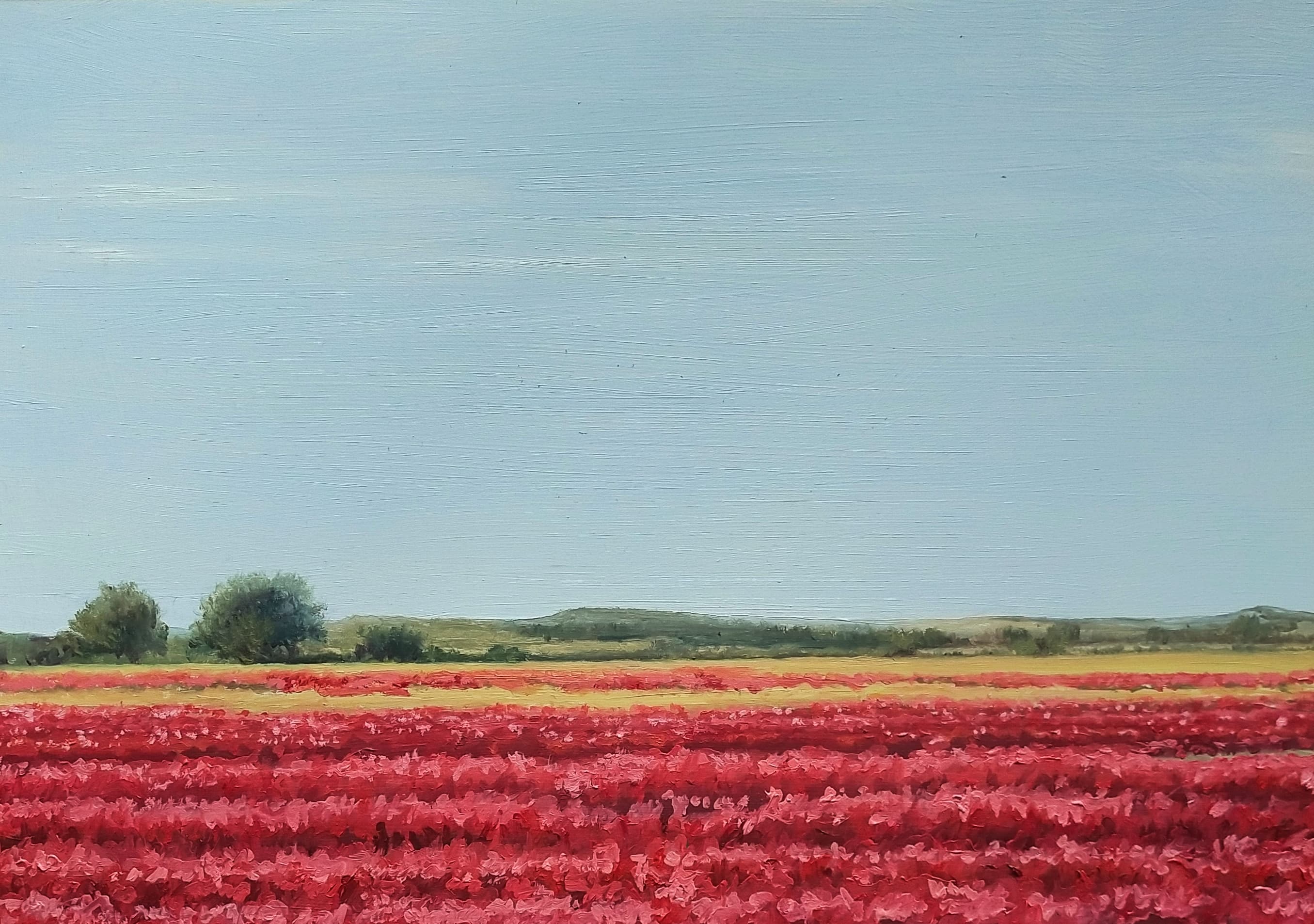 Amapolas en Camino de San Román I - miniatura 3