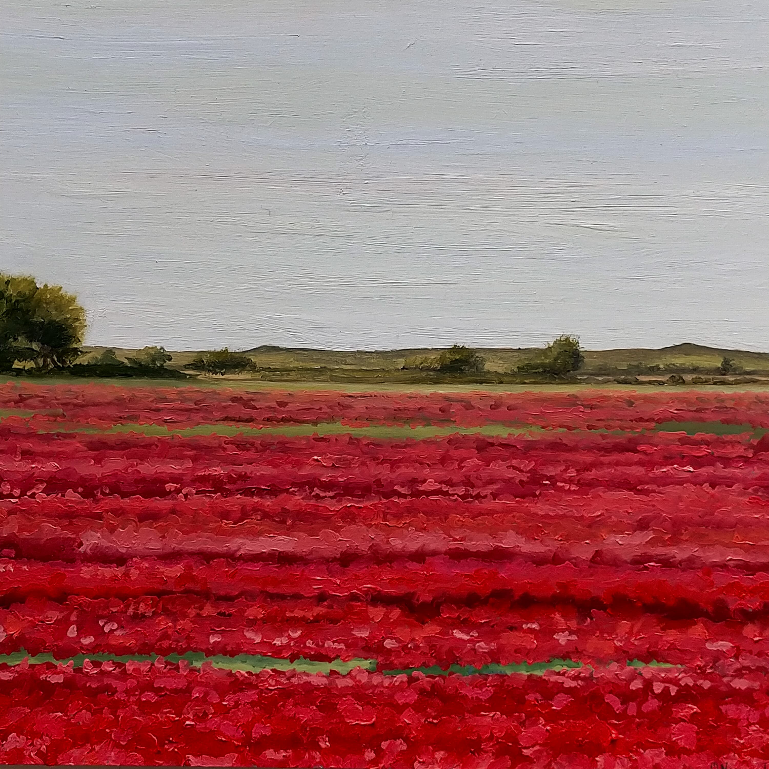 Amapolas en Camino de San Román II - miniatura 4