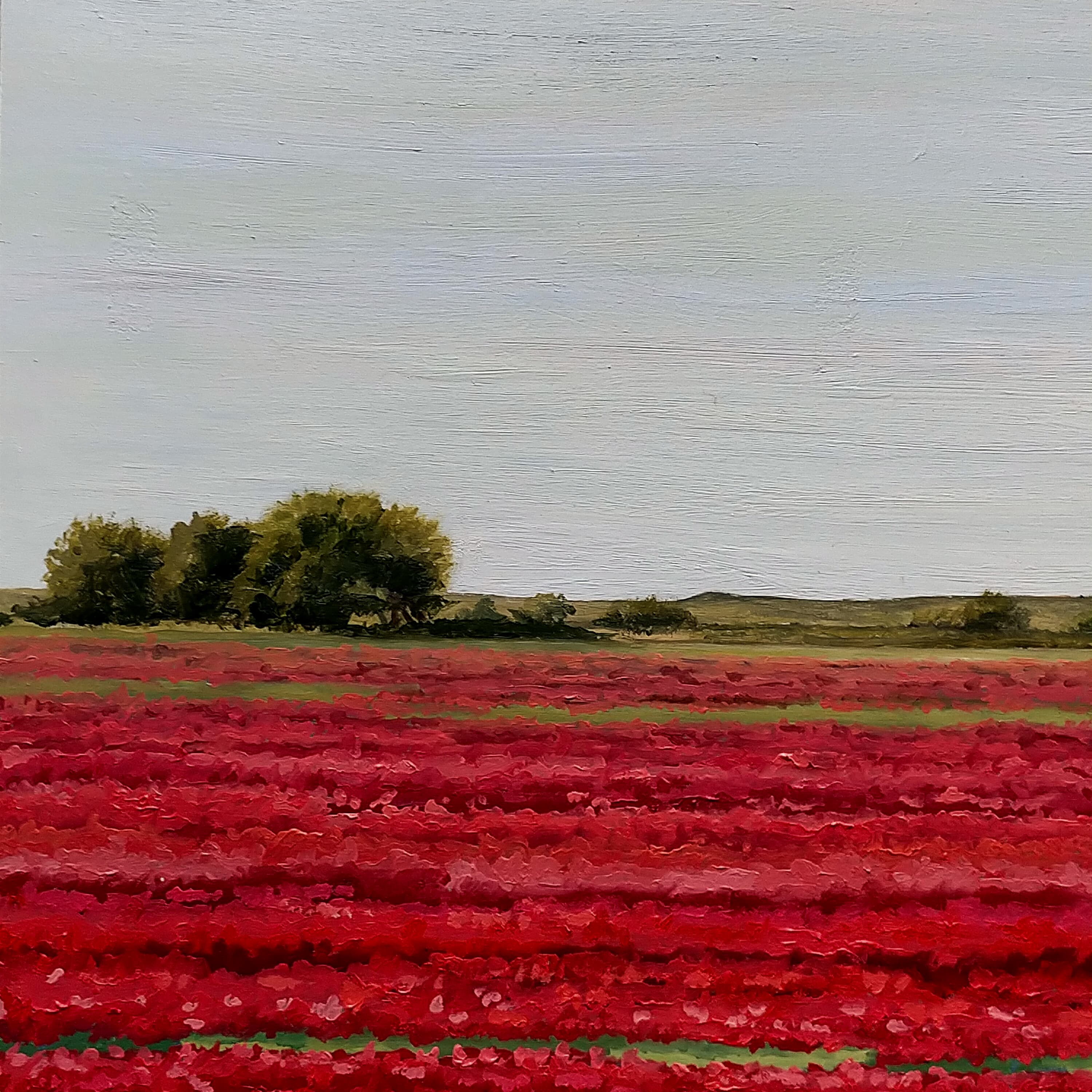 Amapolas en Camino de San Román II - miniatura 3