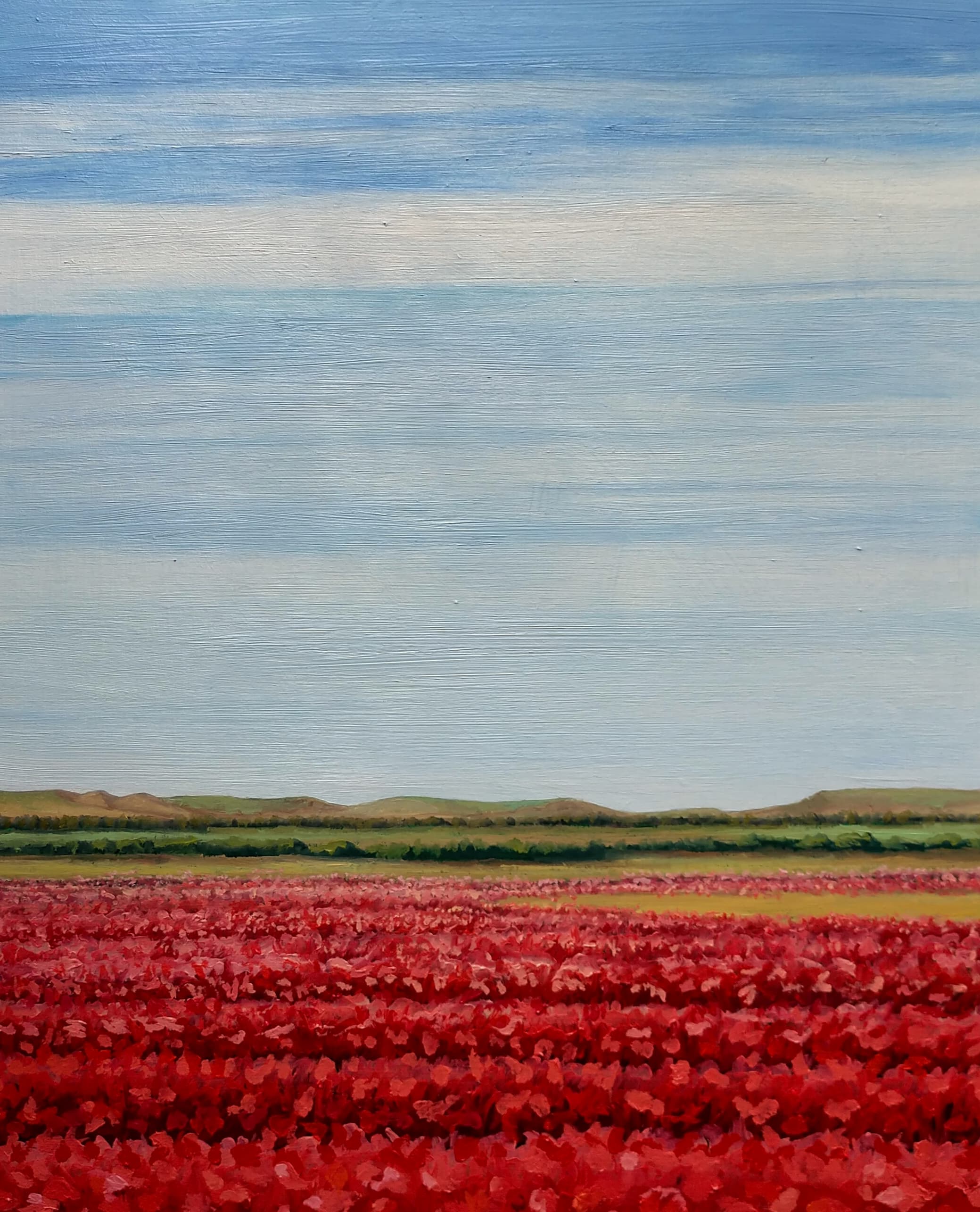 Amapolas en el Cerrato I