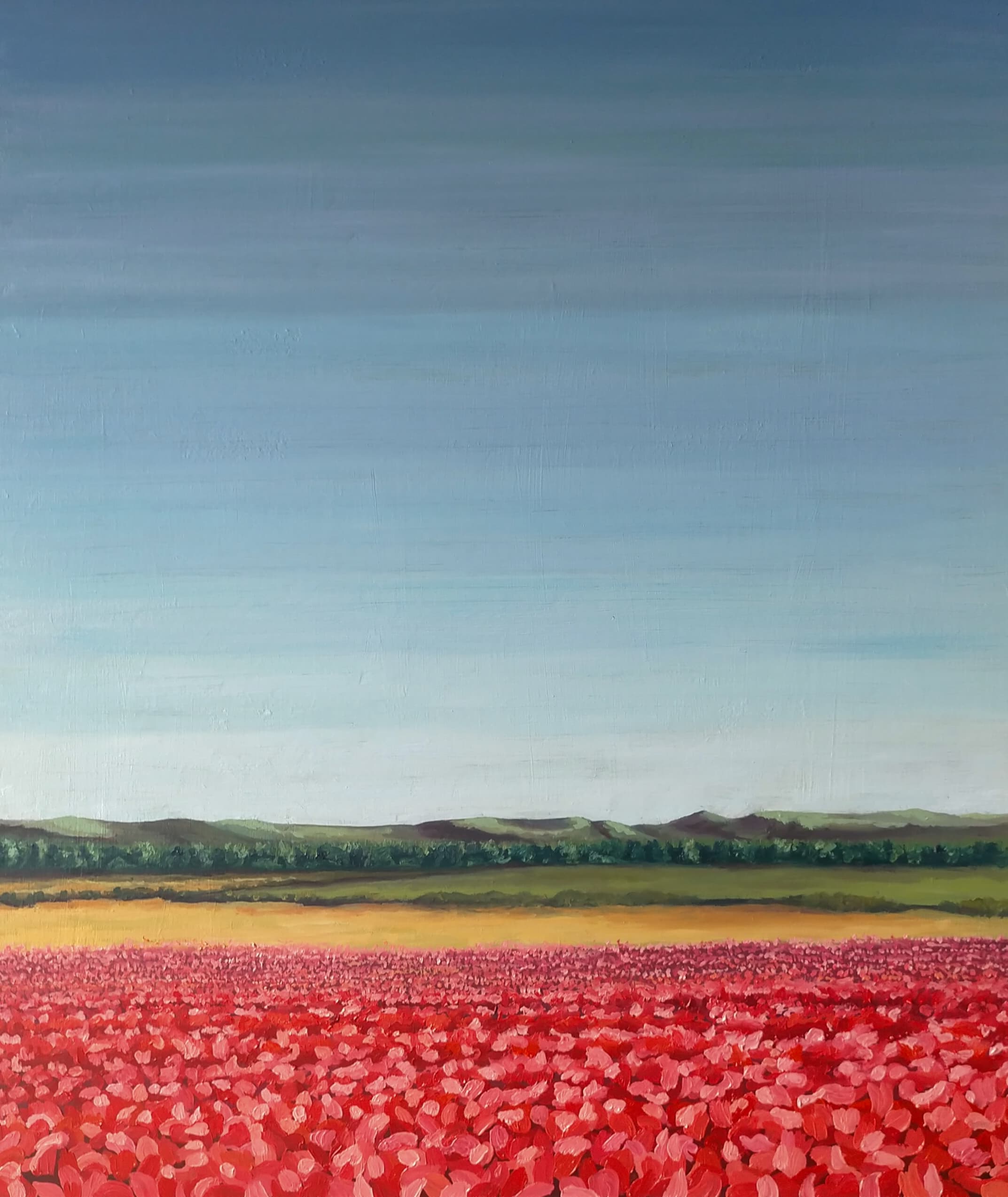 Amapolas en La Vega