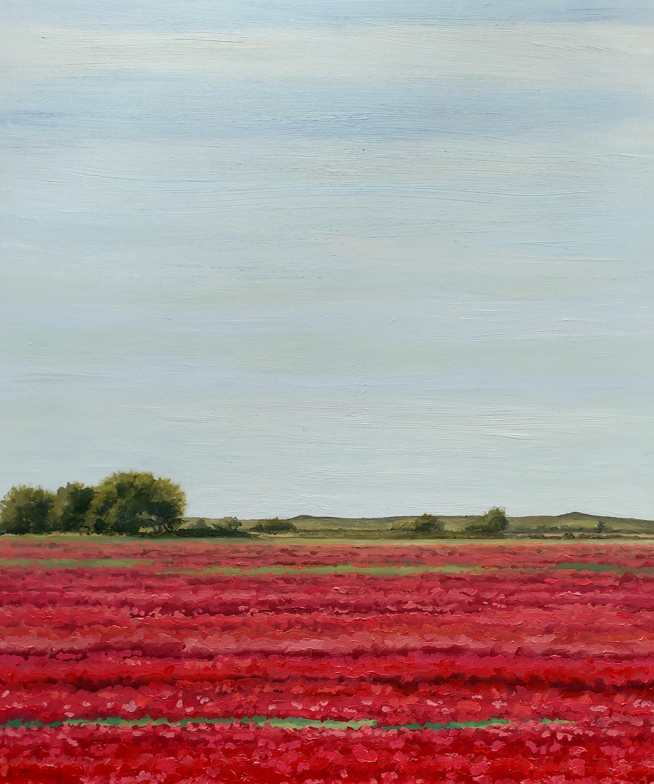 Amapolas en Camino de San Román II