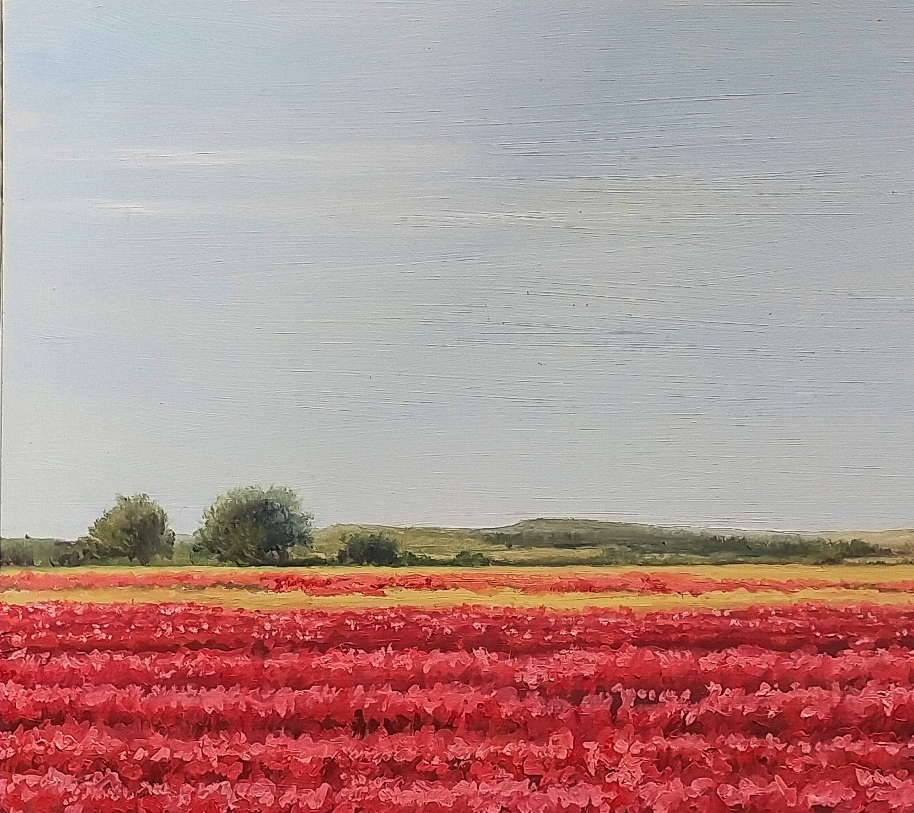 Amapolas en Camino de San Román I