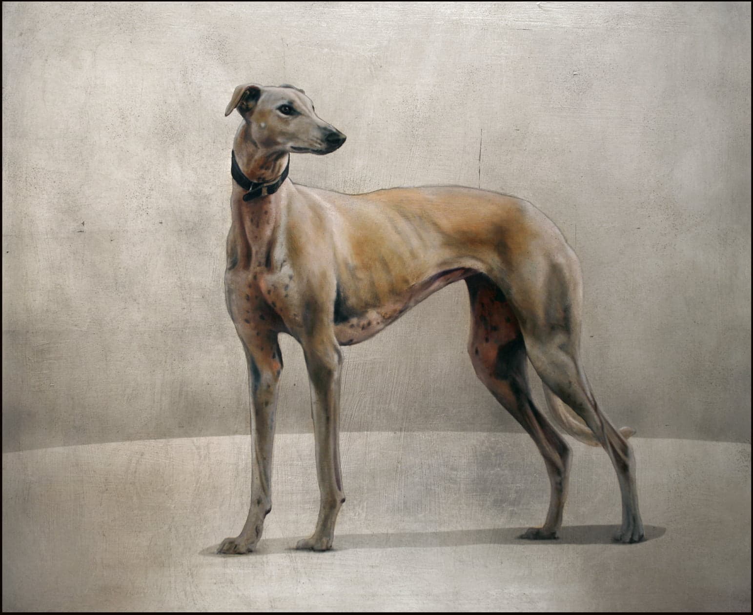Galgo