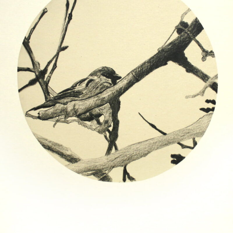 Gorrión entre ramas